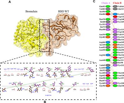 An Analysis Based on Molecular Docking and Molecular Dynamics Simulation Study of Bromelain as Anti-SARS-CoV-2 Variants